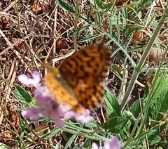 Boloria dia