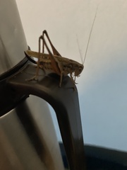 Platycleis albopunctata