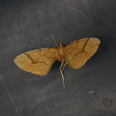 Eulithis mellinata