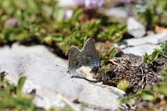 Polyommatus eros