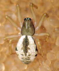 Agnyphantes arboreus