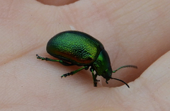 Chrysolina graminis