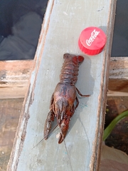 Pontastacus leptodactylus