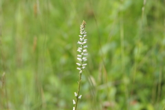 Aletris farinosa
