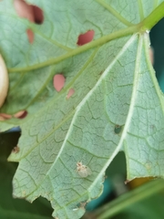Stephanitis rhododendri