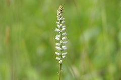Aletris farinosa