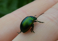 Chrysolina graminis