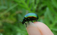 Chrysolina graminis