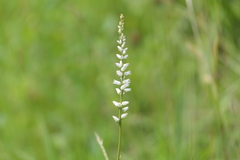 Aletris farinosa