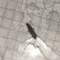 Polycelis nigra