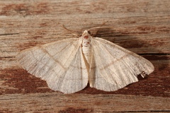 Adactylotis gesticularia