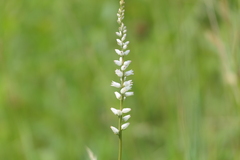 Aletris farinosa
