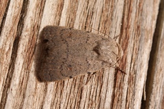 Caradrina aspersa