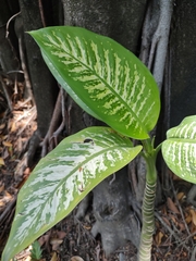 Dieffenbachia