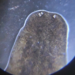 Polycelis nigra