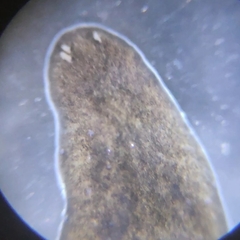 Polycelis nigra