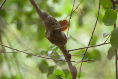 Andricus chrysolepidicola