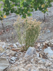 Ortegia hispanica