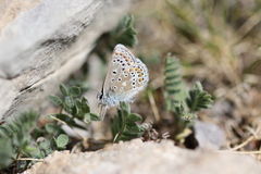 Polyommatus eros