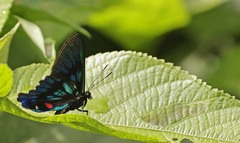 Ancyluris inca