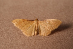 Idaea lutulentaria