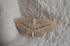 Idaea mediaria