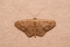 Idaea subsaturata