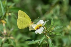 Phoebis sennae sennae