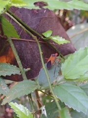 Hypselonotus bitrianguliger