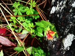 Oenothera epilobiifolia