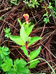 Oenothera epilobiifolia