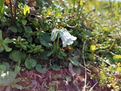 Campanula alpina