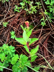 Oenothera epilobiifolia