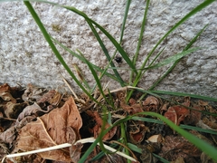 Araneae