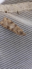 Nomophila noctuella
