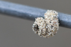 Apterona helicoidella