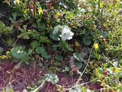 Campanula alpina