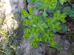 Euphorbia helioscopia