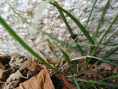 Araneae