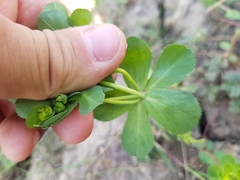 Euphorbia helioscopia
