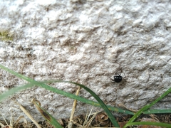 Araneae