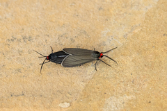 Ctenucha rubriceps