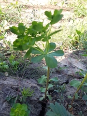 Euphorbia helioscopia