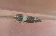 Recurvaria leucatella