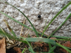 Araneae