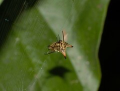Micrathena annulata