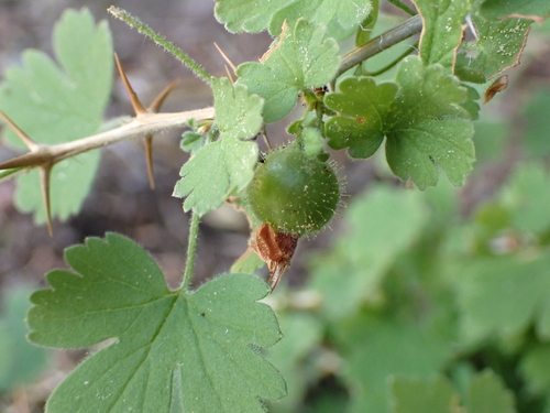 Ribes uva-crispa