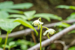 Pyrola chlorantha