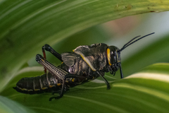 Taeniopoda citricornis