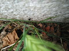 Araneae
